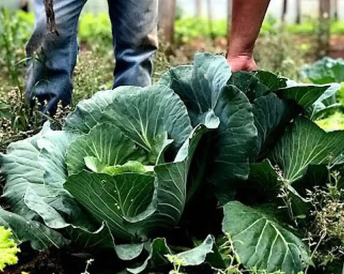 Esforço Coletivo e Articulação são Essenciais para a Segurança Alimentar no Brasil