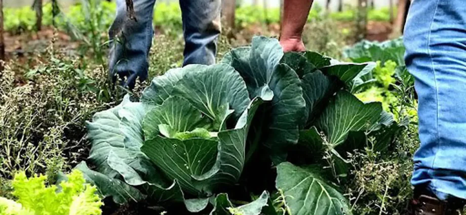 Esforço Coletivo e Articulação são Essenciais para a Segurança Alimentar no Brasil