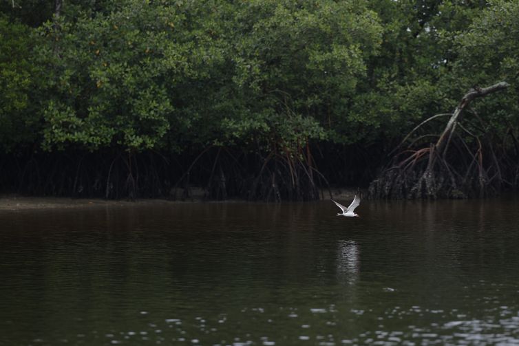 Populações de Espécies Selvagens Enfrentam Queda Alarmante, Afirma Relatório do WWF