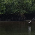 Populações de Espécies Selvagens Enfrentam Queda Alarmante, Afirma Relatório do WWF