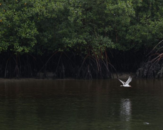 Populações de Espécies Selvagens Enfrentam Queda Alarmante, Afirma Relatório do WWF
