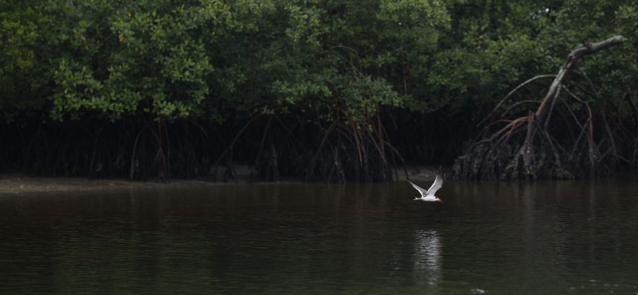 Populações de Espécies Selvagens Enfrentam Queda Alarmante, Afirma Relatório do WWF