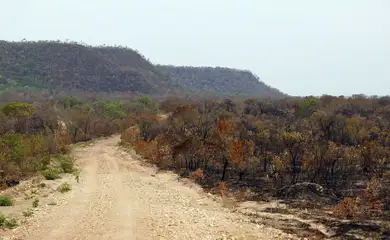 Balsas (MA), 09/10/2025 – Áreas de vegetação de cerrado atingidas por queimadas nos Gerais de Balsas. Foto: Fernando Frazão/Agência Brasil