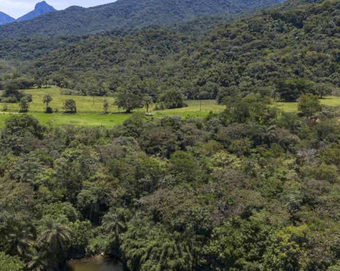 Brasil reduz área de vegetação nativa fragmentada, mas número de trechos isolados cresce