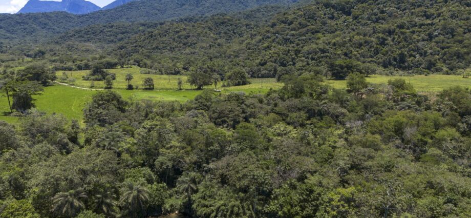Brasil reduz área de vegetação nativa fragmentada, mas número de trechos isolados cresce