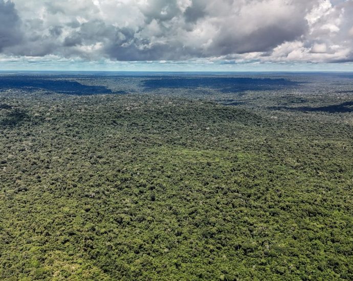 Desmatamento na Amazônia atinge menor nível em 41 anos, segundo MapBiomas