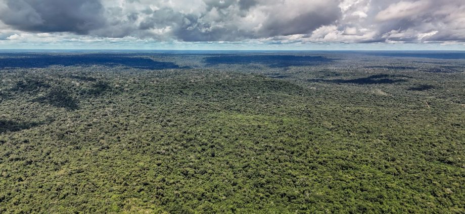 Desmatamento na Amazônia atinge menor nível em 41 anos, segundo MapBiomas
