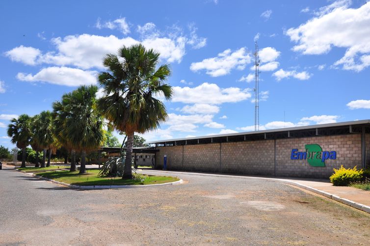 Embrapa é Reconhecida como Centro de Referência em Florestas Plantadas pela FAO
