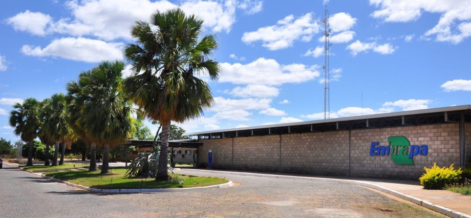 Embrapa é Reconhecida como Centro de Referência em Florestas Plantadas pela FAO