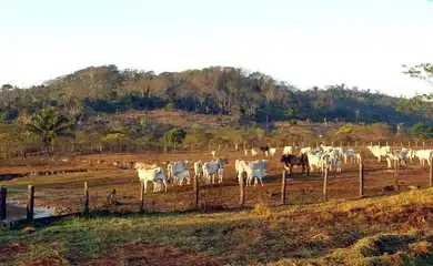 animais, pasto, gado