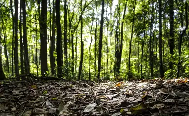 Rio Claro-SP, 19/06/2013, O Horto Florestal Edmundo Navarro de Andrade, fundado em 1909, é conhecido como o