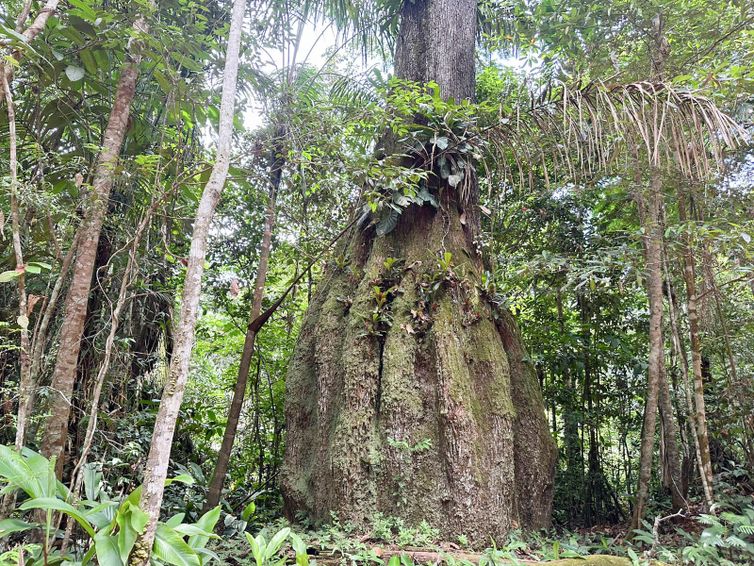 Congresso Nacional: Sete em Cada Dez Parlamentares se Opoem à Agenda Ambiental