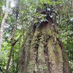 Congresso Nacional: Sete em Cada Dez Parlamentares se Opoem à Agenda Ambiental