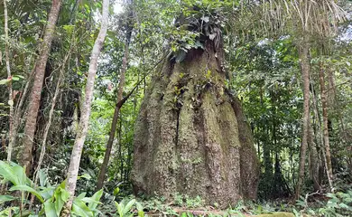 Brasília (DF), 02/09/2026 – Floresta Amazônica conservada em Caracaraí (RR) - Floresta Amazônica conservada em Caracaraí Foto: Fabíola Sinimbú/Agência Brasil