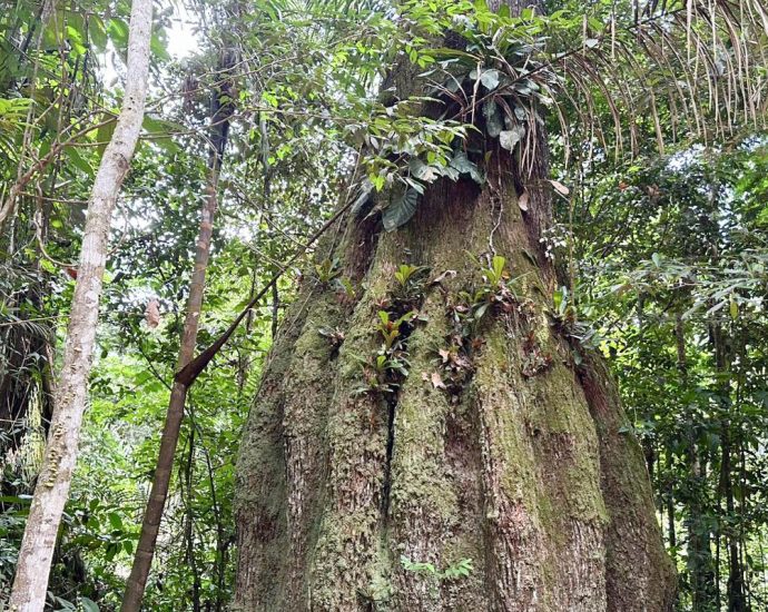 Congresso Nacional: Sete em Cada Dez Parlamentares se Opoem à Agenda Ambiental