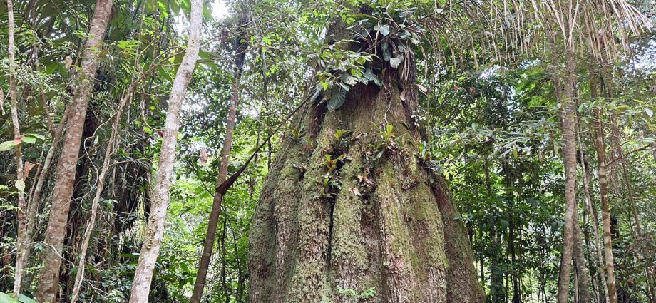 Congresso Nacional: Sete em Cada Dez Parlamentares se Opoem à Agenda Ambiental