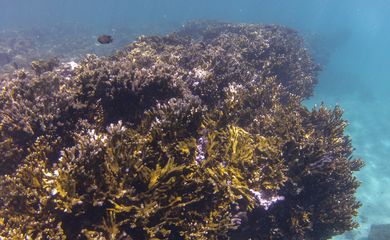 Tamandaré (PE), 25/10/2023 - O coral-de-fogo (Millepora alcicornis) no recife Pirambu, na APA Costa dos Corais. Foto: Fernando Frazão/Agência Brasil