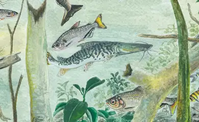 A Bacia Amazônica abriga mais de 2,7 mil espécies de peixes de água doce, cerca de 15% de todas as espécies conhecidas no mundo. Aproximadamente dois terços delas são encontradas exclusivamente na região. Os dados fazem parte da quarta edição do relatório Peixes Esquecidos da Amazônia, liderado pela The Nature Conservancy (TNC), que reúne informações de mais de 50 especialistas de 30 organizações.. Foto: Ilustração TNC