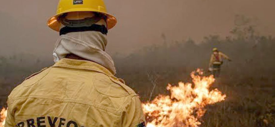Queda nos Focos de Incêndio no Amazonas Após Ações de Combate
