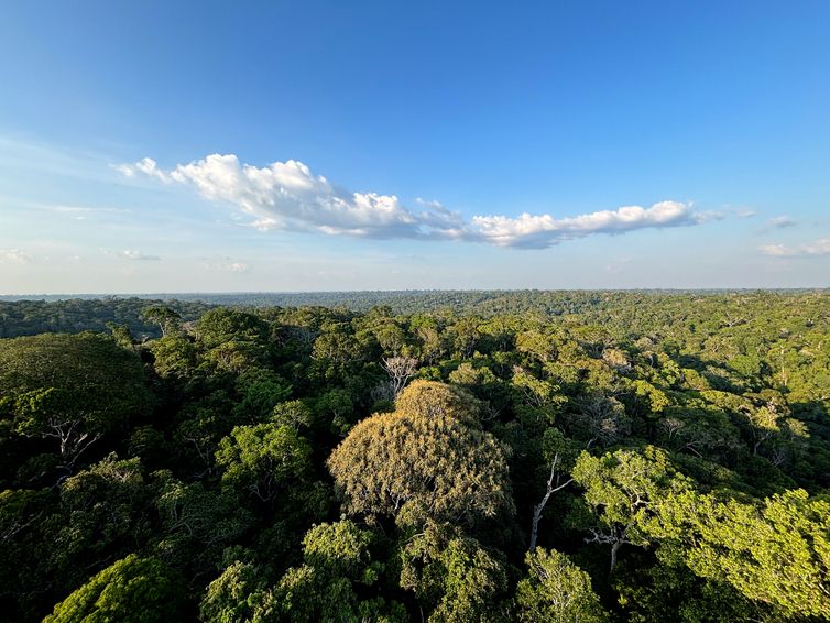 Redução do desmatamento na Amazônia e no Cerrado evitou emissões equivalentes às do Japão