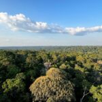 Redução do desmatamento na Amazônia e no Cerrado evitou emissões equivalentes às do Japão