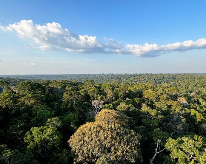 Redução do desmatamento na Amazônia e no Cerrado evitou emissões equivalentes às do Japão