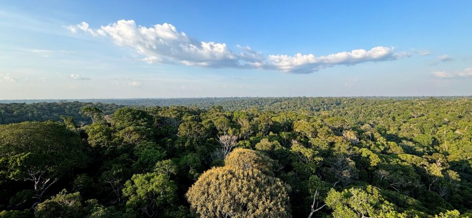Redução do desmatamento na Amazônia e no Cerrado evitou emissões equivalentes às do Japão
