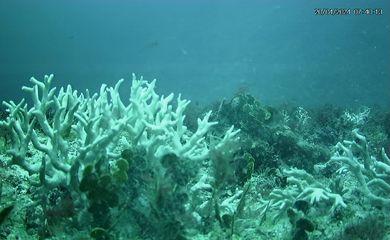BRANQUEAMENTO DE CORAIS - PE - Banco de corais de cadeia submersa do Norte do Brasil mostram branqueamento. - Millepora Branca Sueste. Foto: UFPE