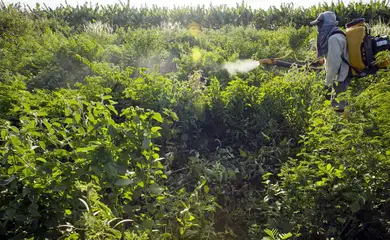 Trabalhador do campo usa pesticida e agrotóxico em plantação.