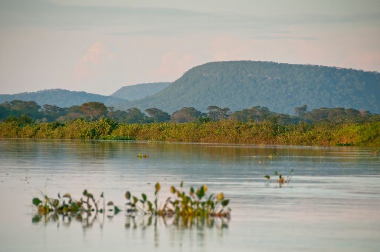 Cerrado Brasileiro Sofre Perda Alarmante de Vegetação Nativa