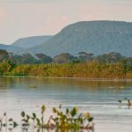 Cerrado Brasileiro Sofre Perda Alarmante de Vegetação Nativa