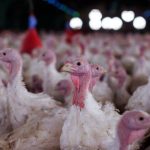 Governo declara emergência zoossanitária após foco de Newcastle em Santa Catarina
